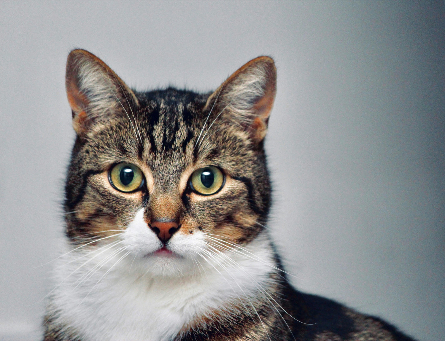 Katten