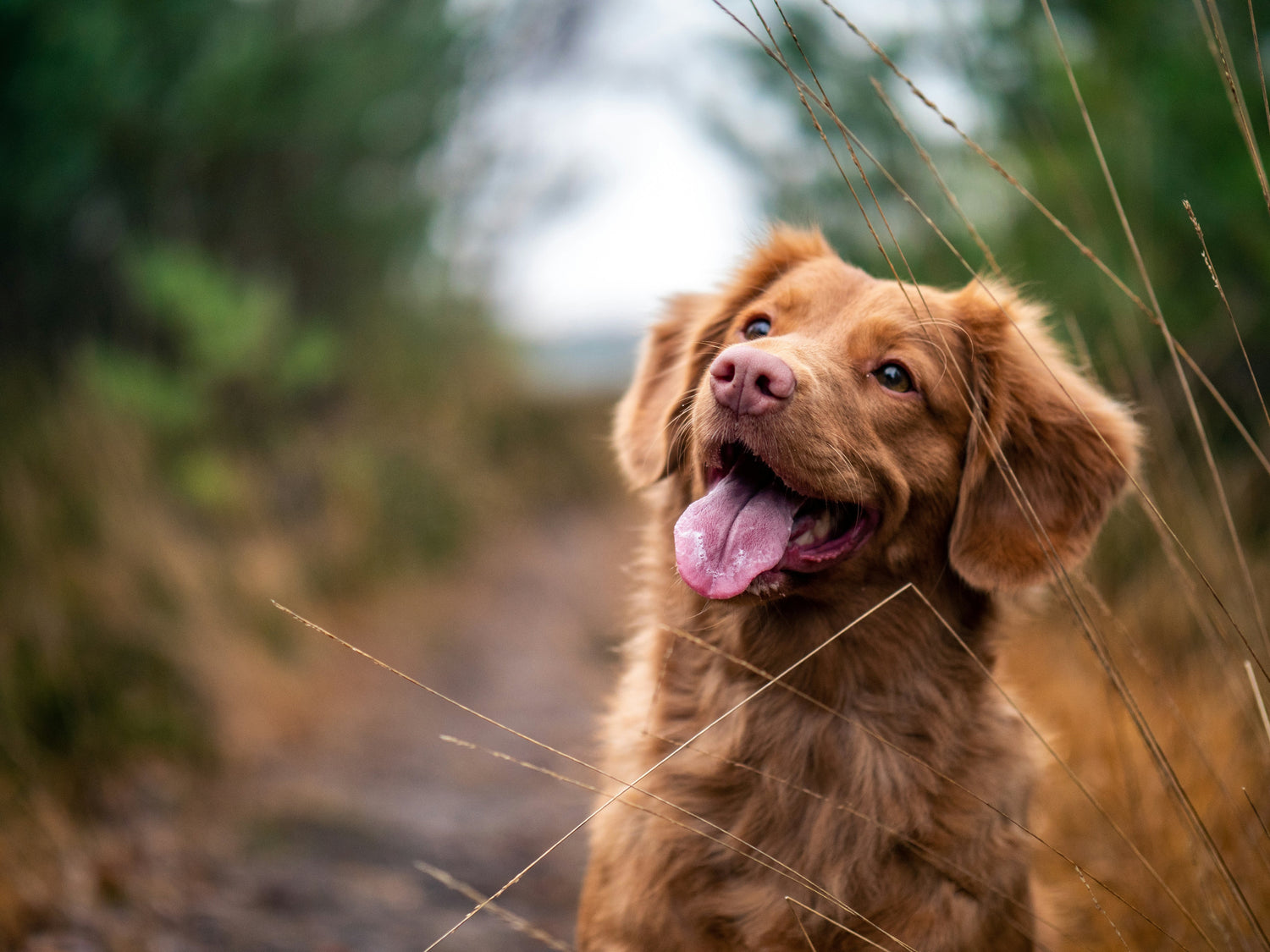Honden